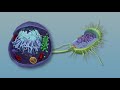 Prokaryotic vs. Eukaryotic Cells: Key Differences