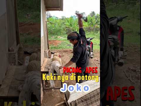 Potong kaki mayat #comedy # #tertawaseharian #ngakak tertawabiarwaras #wargads