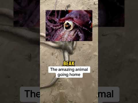 Why Octopus Is One Of The Smartest Animals Intelligence! (๐ธ:raweatertalk)