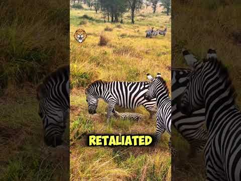 The wrath of the zebras towards the leopard  #wildattack #wildlifefight #attackattack #lion #zebra