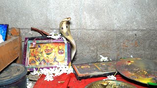 कोबरा सांप फिर से उसी घर के पूजा घर में आ गया, जहाँ 3 साल पहले एक कोबरा ने डंसा था