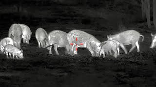 Hunting for Feral Hogs