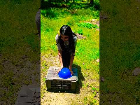 Blue bowl.ke niche kuch billi ke bache #blue #bowl #under #billi #cat #catvideo #yt