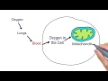 Cellular Respiration Concepts and Processes