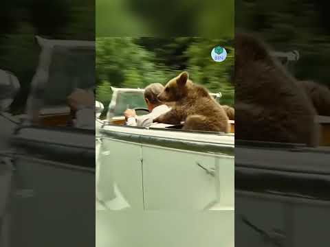 Chuyện về người đàn ông và chú gấu con tinh nghịch