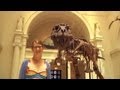 Museum Knowledge and Exhibits