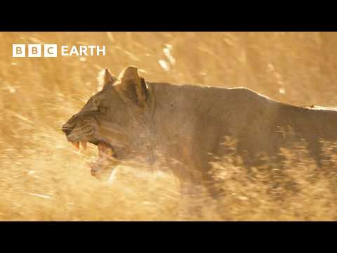 Lion Pride Fights to Stay Alive | Big Cats 24/7 | BBC Earth