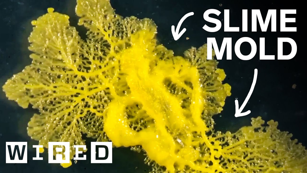 How This Blob Solves Mazes