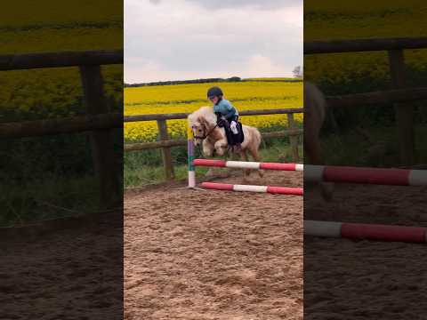 Riding my mini Shetland stallion #equestrian #horseriding #horse #stallion #shetlandpony #rider