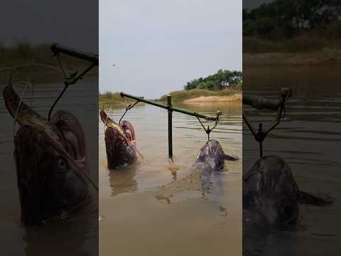 Unbelievable Fishing Trap Video. Best fishing in river side trap. Viral  Video. #fish #fish