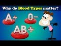 Exploring the Importance of Blood Types