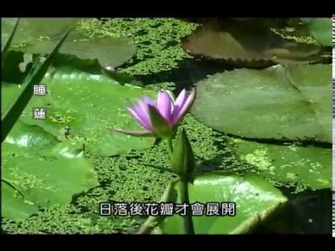 蓮花與荷花有什麼不同？ - YouTube