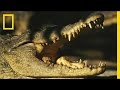 Survival Strategies Against Crocodiles