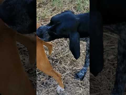 #gsds #germanshepherd #animals #animation #beautiful #malinois #like #puppy #wildlife #nature