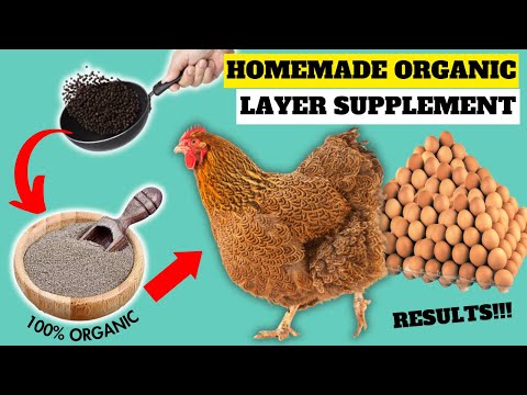 CURE POOR EGG LAYING USING THIS ORGANIC HOMEMADE SUPPLEMENT | Best Organic Egg Booster