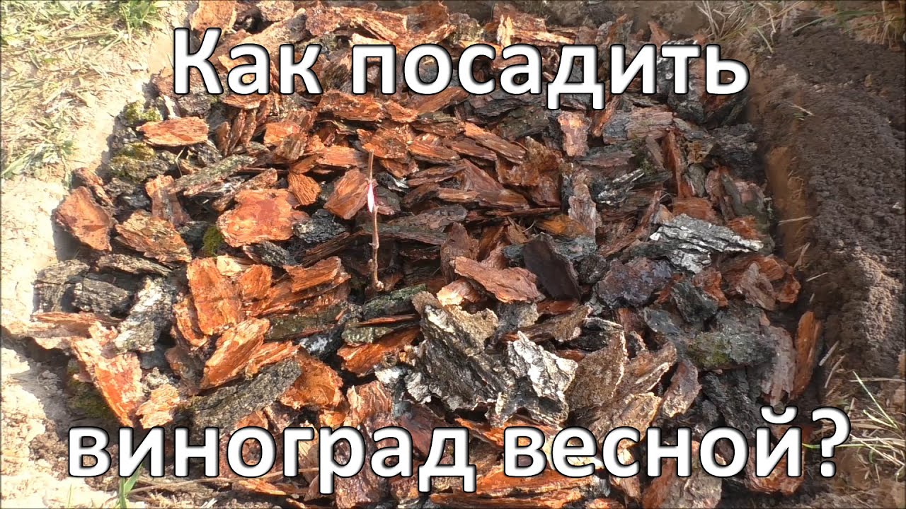 Посадка винограда весной на своем участке