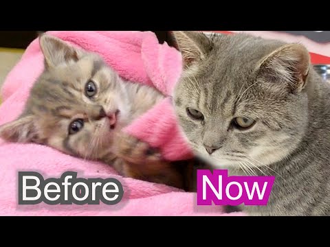 How street kitten grew and changed - First bath and help in our life / compilation