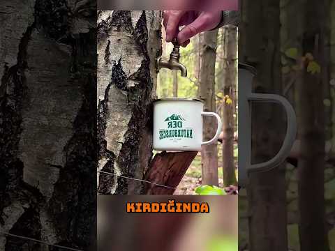 Sıvı Üreten Ağacın Gizemi