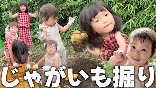 【じゃがいも掘り】暑さに負けずにいっぱいじゃがいもを掘りました♪