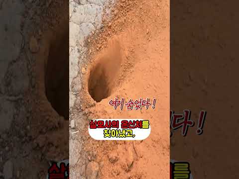 살모사 30마리를 잡은 특별한 덫