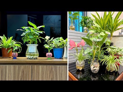The idea of ​​growing aquatic plants helps the indoor space become really cool