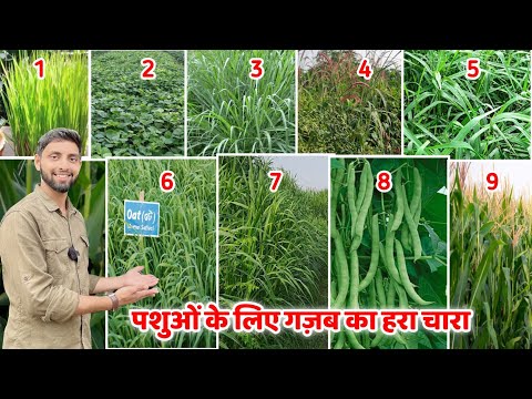 डेयरी फार्म पर दूध की नदिया बहा देंगे ये हरे चारे । Best green fodder for dairy cattle