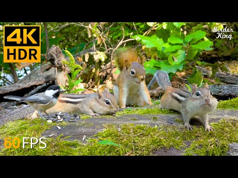 Cat TV for Cats to Watch 😺 Summer Fun with Chipmunks, Squirrels and Birds 🐿 Cat Games 4K HDR