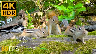Cat TV for Cats to Watch 😺 Summer Fun with Chipmunks, Squirrels and Birds 🐿 Cat Games 4K HDR