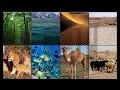 Ecological Adaptations and Biomes