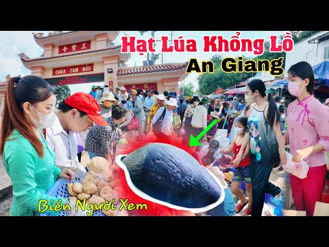 Hạt lúa khổng lồ ở An Giang Biển người đổ xô về xem Lễ Giỗ Đức Bổn Sư 2024