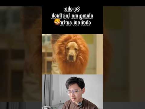 Sợ chó nhưng thích sư tử