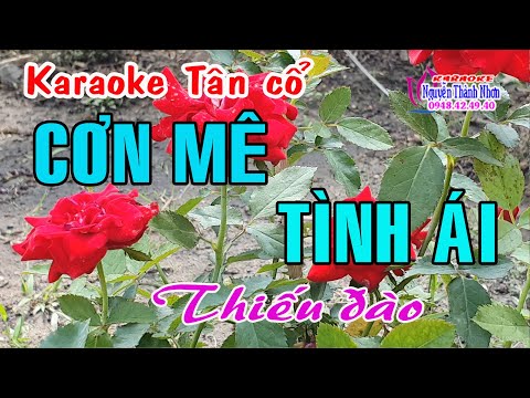 Karaoke tân cổ CƠN MÊ TÌNH ÁI – THIẾU ĐÀO [Hát cùng Nghệ sỹ Minh Vương]