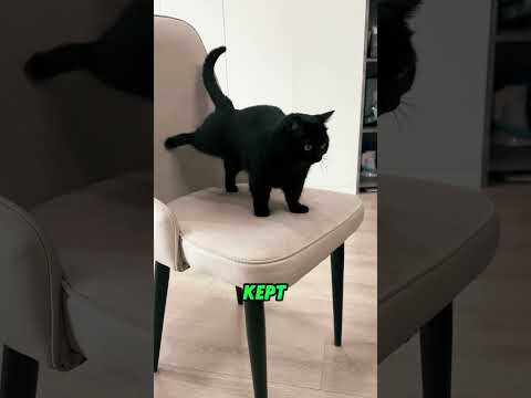 Can black cats bring bad luck? #animals #pets #cat #shorts