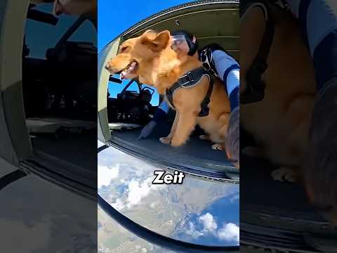 Dieser Mann rettete seinen besten Freund… 🙏🏻🐶 #shorts #viral #hund #rettung