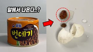 (충격주의) 식용 번데기는 어떻게 만들어질까..? - 번데기 해부