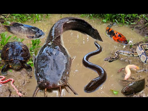 Menangkap ikan lele besar dalam lubang ada gurame, ikan hias, ikan gabus, belut, kura kura