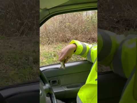 rabbit shooting.
