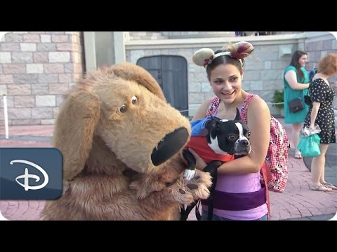 Dog’s Day at Magic Kingdom Park | Walt Disney World