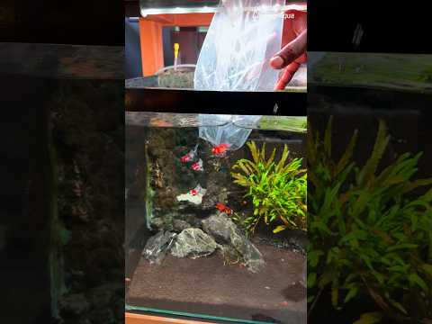 எல்லா மீனும் செத்துப் போச்சு 😭 #aquarium #cloningaqua #fish #aquariumfishmarket