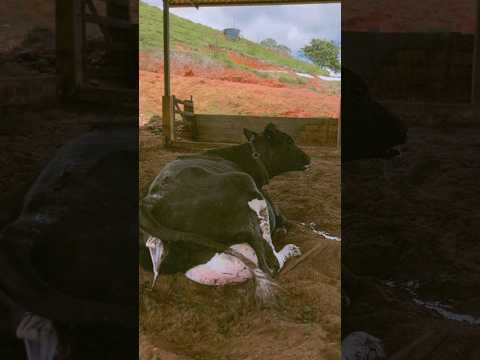 cow delivery time. Cow giving birth a baby calf ❤️❣️