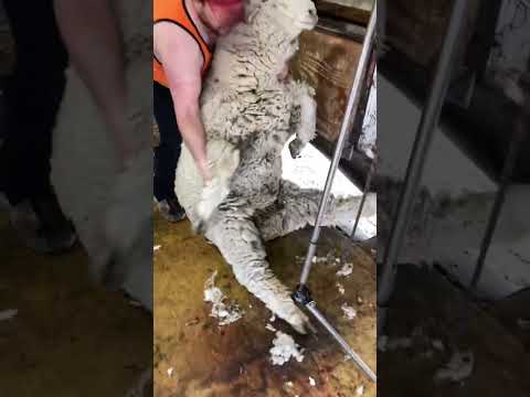 Huge Columbia Ram ?