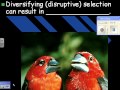 Natural Selection and Phenotype Dynamics