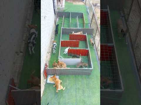 8 puppies enter the maze, a crazy ending. #puppy #cute #pets #funny #dog