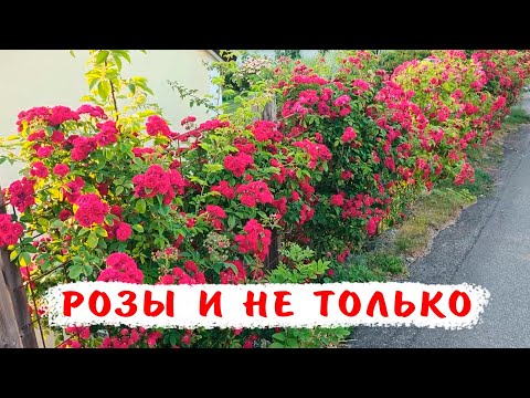 Путешествие в Швецию! Цветники, клумбы, бордюры из роз, мальв, лаванды и др.