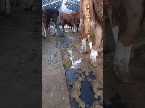#cow #المراه #farming #animals #turkey #الزراعة #hotairballoon #farm #الجيلي