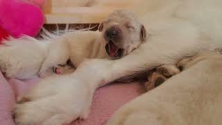 Super cute Golden Retriever Puppies
