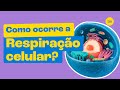 Respiração Celular e Ciclo de Krebs