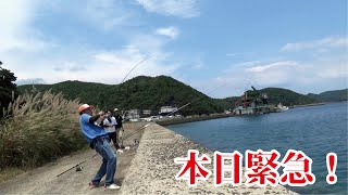 【緊急アップ】堤防で釣れた魚を釣具屋に持ち込んだらあまりのでかさに店内騒然
