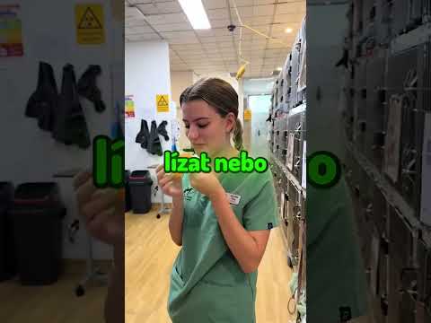 Proč psi tak nesnášejí tento obvaz? 🐶🤔