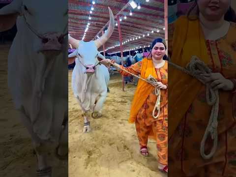 Chand bail🫶🏻🫀#shorts#cow#bakraeidlover#qurbani2k24#bakraeid#viral#bull#qurbanicollection#animals
